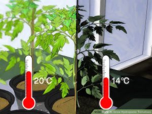 Create right conditions tomato growth hydroponic system