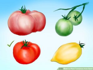 Buy best kind tomato seeding