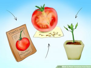 Buy best kind tomato seeding