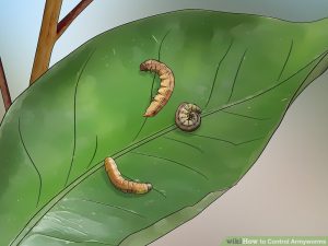  method controlling leafy worms farms