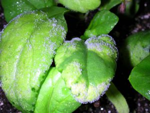 Fighting Mildew Gray