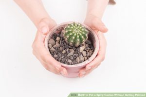 Take care dying cactus