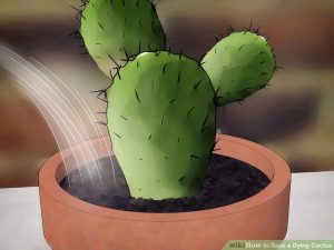 Take care dying cactus