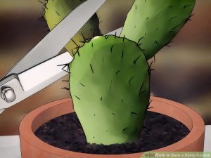 Take care dying cactus