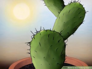 Take care dying cactus