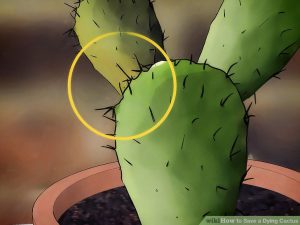 Take care dying cactus