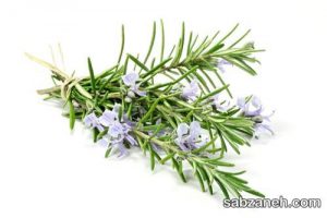 Care harvest rosemary