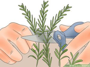 Care harvest rosemary