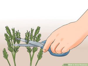 Care harvest rosemary