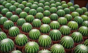 How Plant Cactus Properly