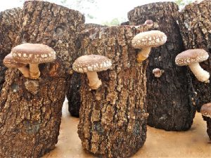 Breeding fungus on tree stalk