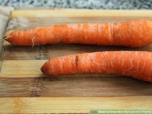 Planting carrot residue