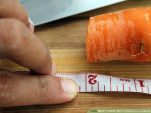 Planting carrot residue