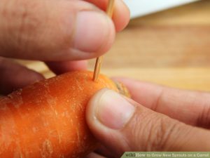 Planting carrot residue