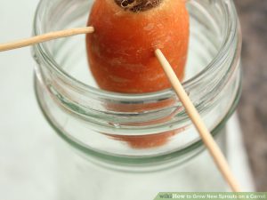 Planting carrot residue