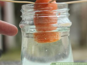 Planting carrot residue