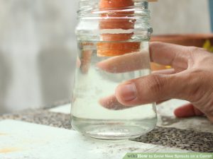 Planting carrot residue