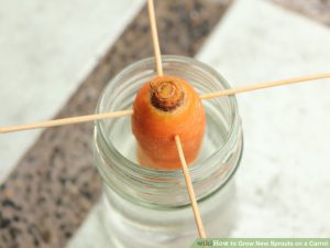 Planting carrot residue